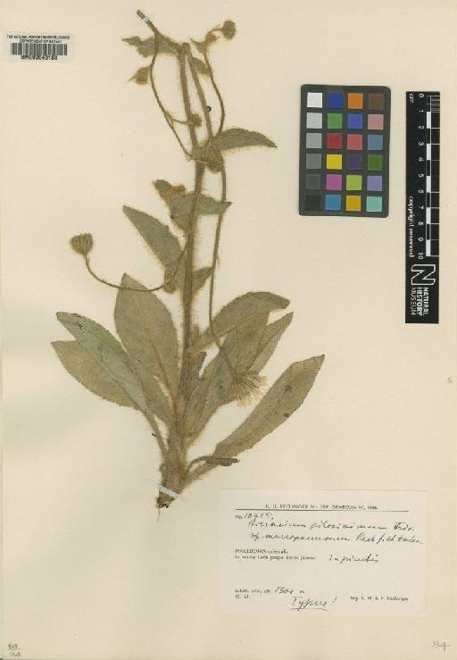 Hieracium pilosissimum subsp. macropannosum Rech.f. & Zahn - BM000648180