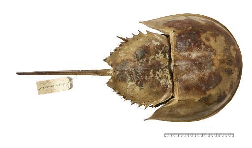 Tachypleus tridentatus (Leach, 1819) - Tachy._tridentatus – NHMUK013739717–dorsal– habitus