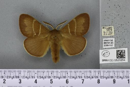 Macrothylacia rubi (Linnaeus, 1758) - BMNHE_1529294_196764