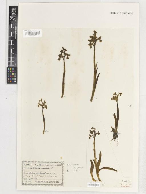 Anacamptis morio (L.) R.M.Bateman, Pridgeon & M.W.Chase - BM001138232