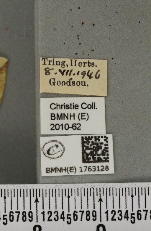 Eulithis mellinata (Fabricius, 1787) - BMNHE_1763128_label_345070