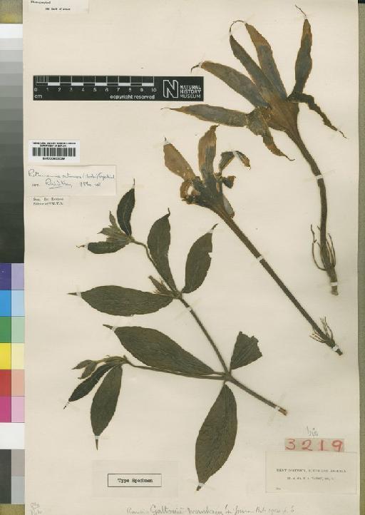 Rothmannia octomera (Hook.f.) Fagerl - BM000903039
