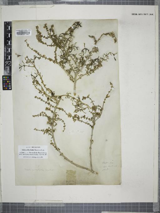 Salsola divaricata (Moq.) C.A.Sm. - BM000059332