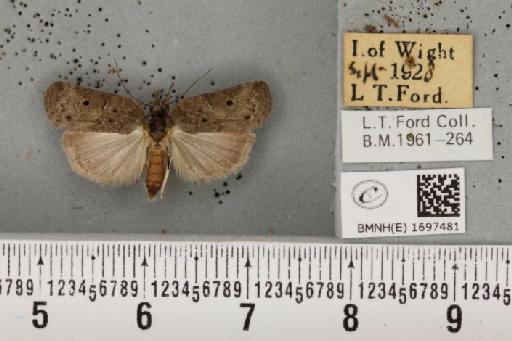 Nycteola revayana ab. ilicana Fabricius, 1781 - BMNHE_1697481_294382