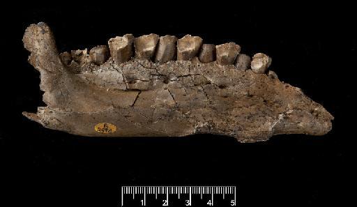 Iguanodon hoggi (Owen, 1874) - R2998-Owenodon-hoggii-lateral