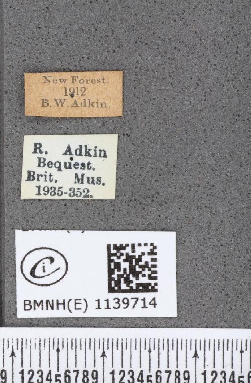 Thecla betulae (Linnaeus, 1758) - BMNHE_1139714_label_95833