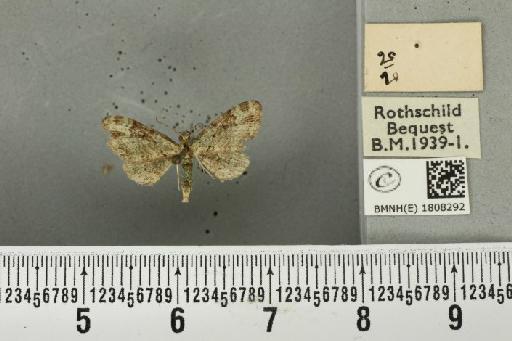 Pasiphila rectangulata (Linnaeus, 1758) - BMNHE_1808292_a_378408