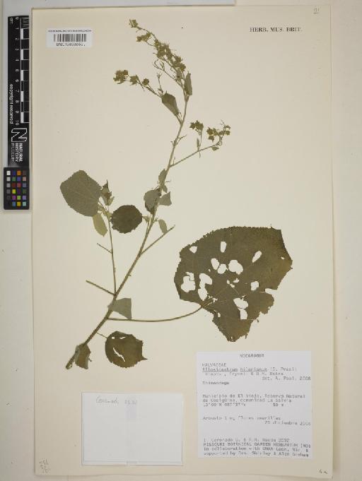 Allosidastrum hilarianum (C.Presl) Krapov., Fryxell & Bates - BM013833659