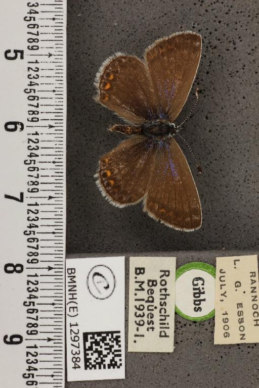 Polyommatus icarus icarus ab. anticoelunata Verity, 1943 - BMNHE_1297384_147646