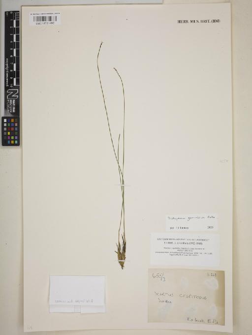 Trichophorum germanicum Palla - BM013721496