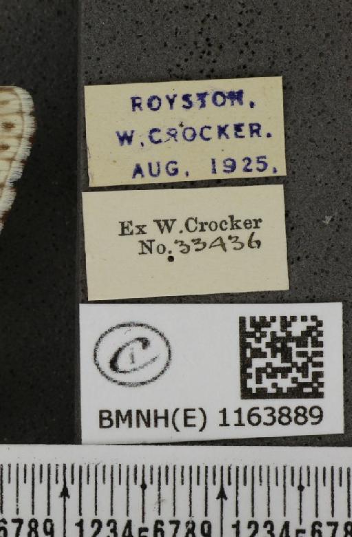 Lysandra coridon (Poda, 1761) - BMNHE_1163889_label_119630