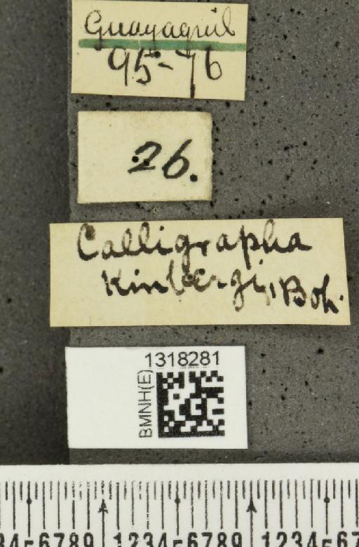 Cosmogramma (Chromodora) kinbergi (Boheman, 1858) - BMNHE_1318281_label_17335