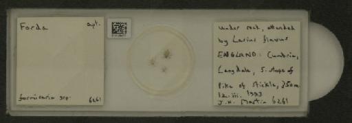 Forda formicaria von Heyden, C., 1837 - 010125477_112939_1094301