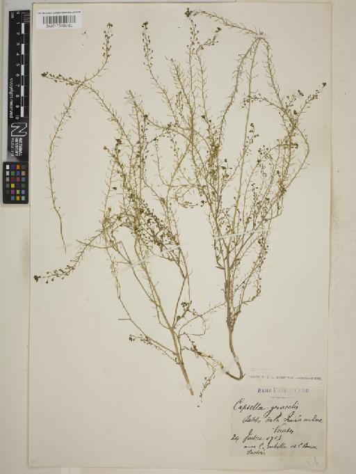 Capsella × gracilis Gren. - BM013398739
