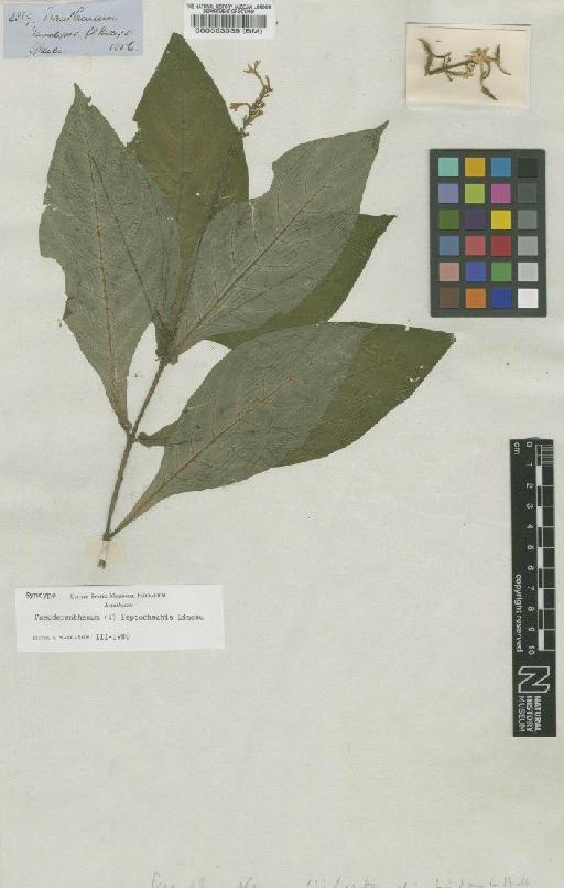 Pseuderanthemum leptorhachis Lindau - BM000053039
