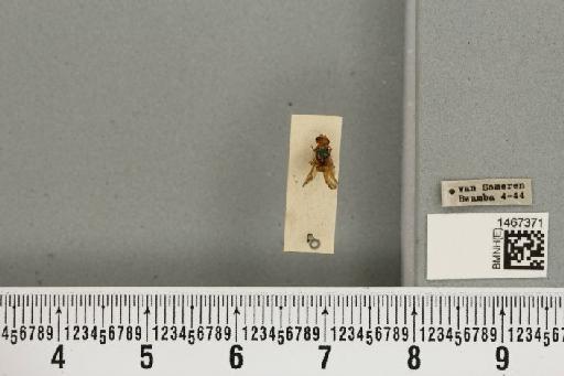 Bistrispinaria magniceps (Bezzi, 1918) - BMNHE_1467371_27757