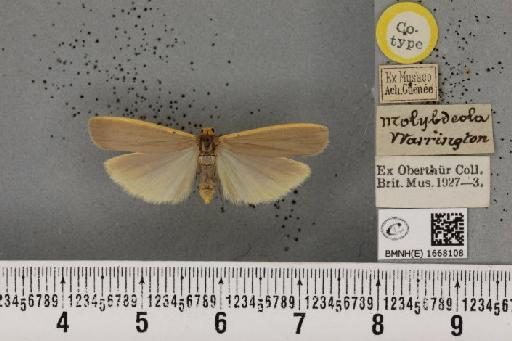 Eilema complana (Linnaeus, 1758) - BMNHE_1668108_289063