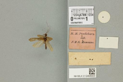 Diplectrona elongata (Banks, 1931) - 012498993_reverse