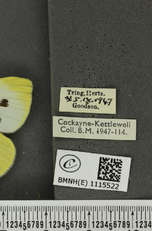 Pieris rapae rapae (Linnaeus, 1758) - BMNHE_1115522_label_70398