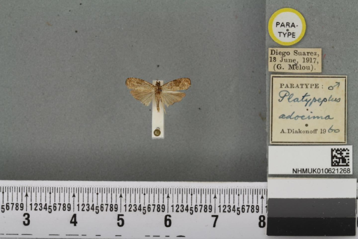 To NHMUK collection (Tortricidae Latreille, 1802; NHMUK:ecatalogue:8586286)