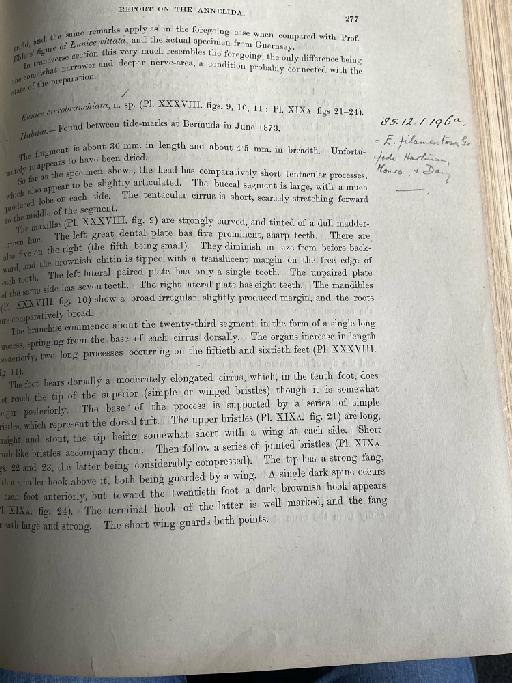 Lumbriconereis abyssorum McIntosh, 1885 - Challenger Polychaete Scans of Book 157