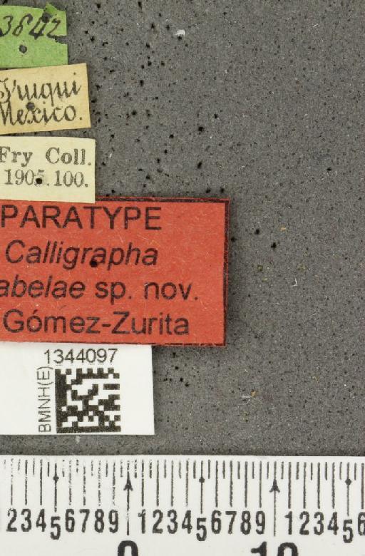 Calligrapha (Polyspila) anabelae Gomez-Zurita, 2015 - BMNHE_1344097_label_17272