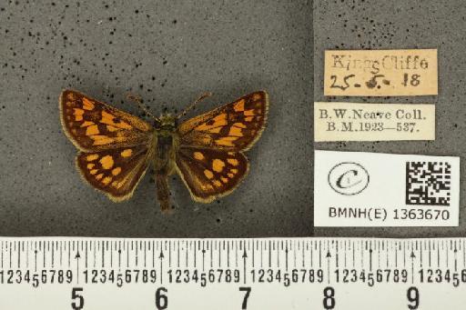 Carterocephalus palaemon (Pallas, 1771) - BMNHE_1363670_175836