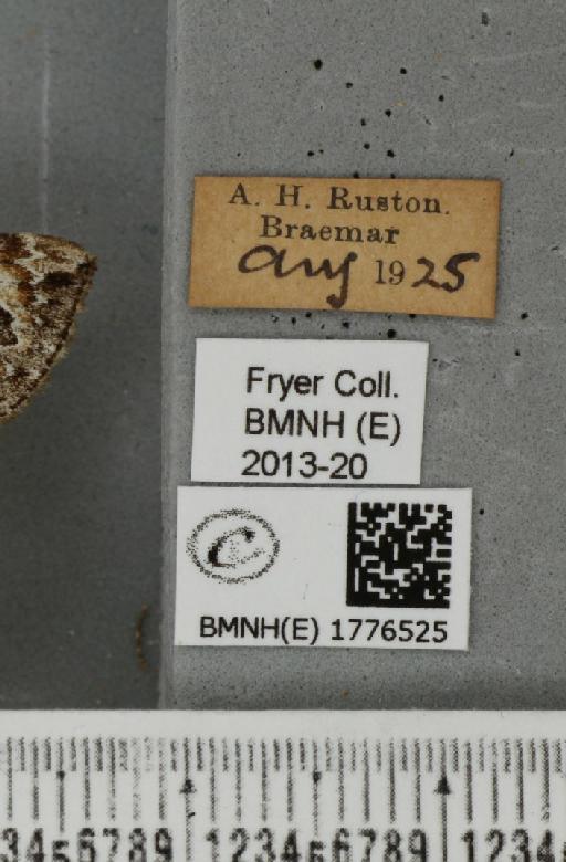 Dysstroma citrata citrata (Linnaeus, 1761) - BMNHE_1776525_label_353244