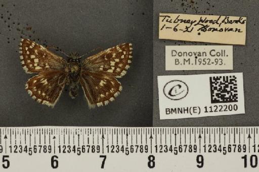 Pyrgus malvae (Linnaeus, 1758) - BMNHE_1122200_77028