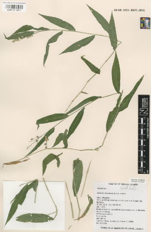 Lasiacis divaricata (L.) Hitchc. - BM013718891