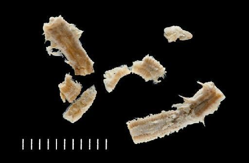 Protula arafurensis McIntosh, 1885 - Polychaete type specimen; Serpullidae; 85.12.1.401