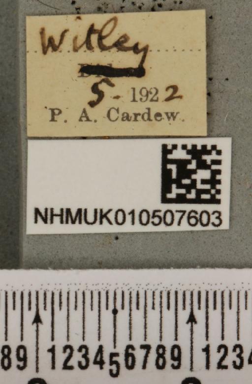 Panemeria tenebrata (Scopoli, 1763) - NHMUK_010507603_label_566481