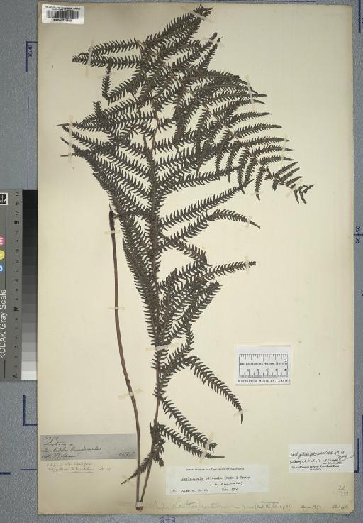 Polypodium delicatulum Brack. - Spruce - BM000776903