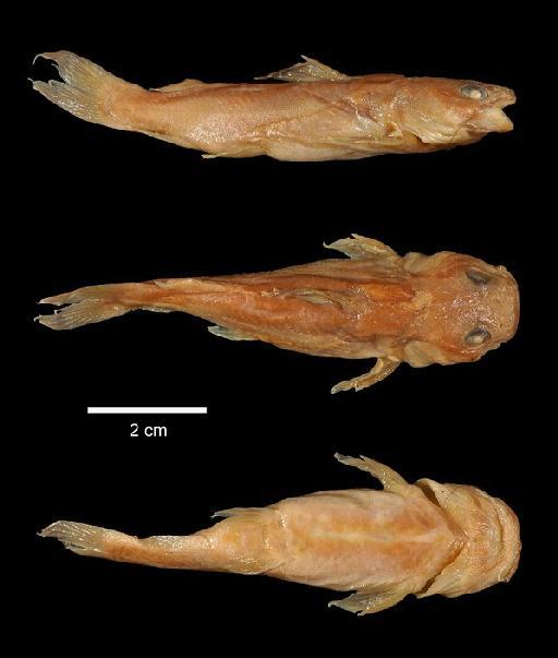 Chrysichthys platycephalus Worthington & Ricardo, 1937 - 1936.6.15.857; Chrysichthys platycephalus; type; ACSI Project image