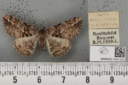 Cleora cinctaria cinctaria ab. tangens Lempke, 1952 - BMNHE_1911153_472316