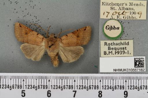 Agrochola litura ab. rufa Tutt, 1892 - NHMUK_010567182_624932