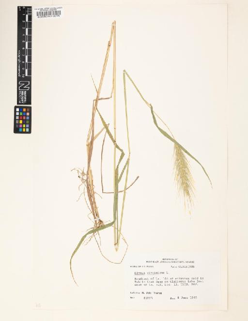 Elymus virginicus L. - 000063842