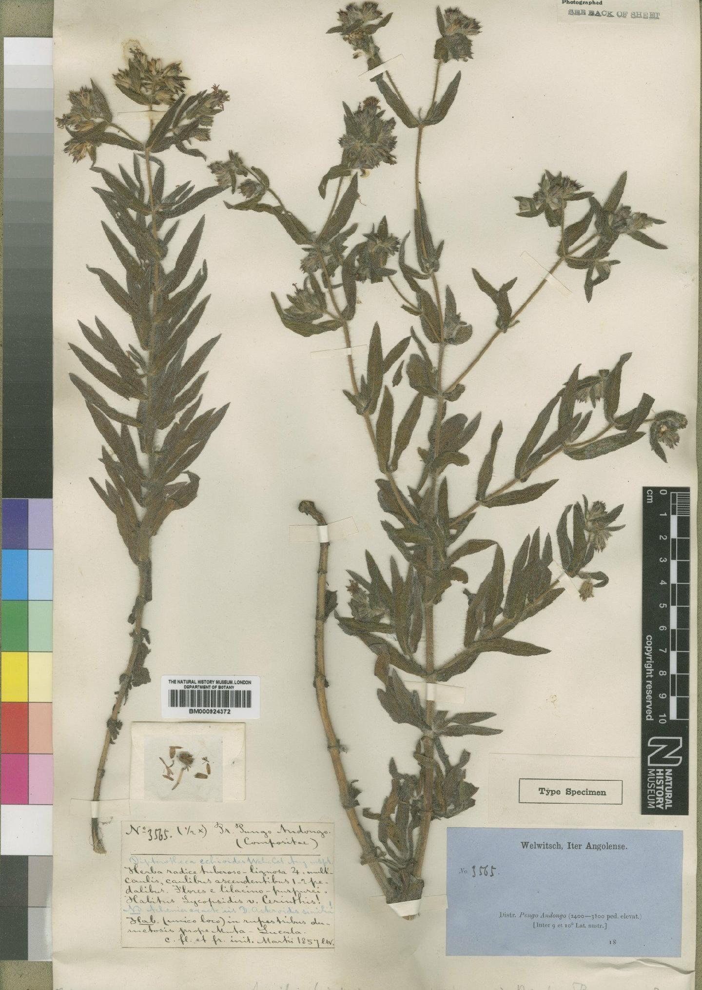 To NHMUK collection (Aspilia trichodesmoides O.Hoffm.; Type; NHMUK:ecatalogue:4529400)