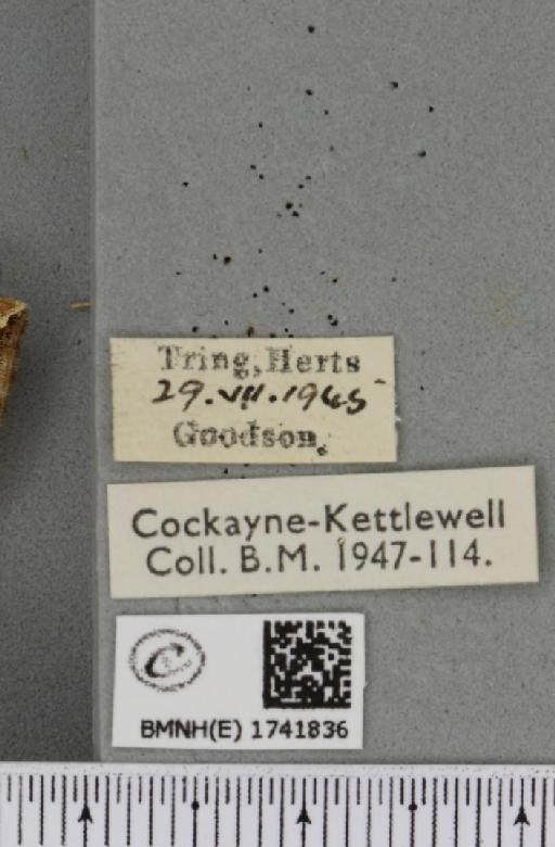 Eulithis prunata (Linnaeus, 1758) - BMNHE_1741836_label_320575