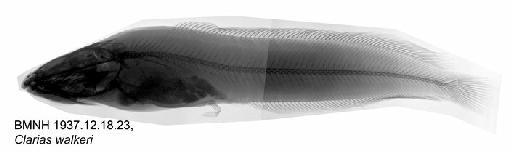 Clarias cf walkeri - BMNH 1937.12.18.23, Clarias walkeri, Radiograph