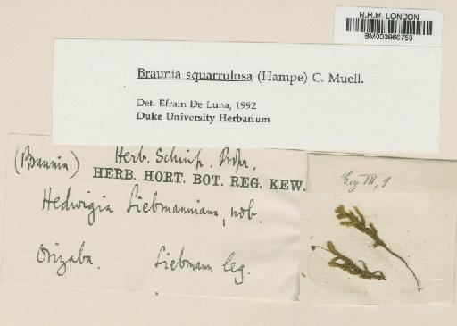 Braunia squarrulosa (Hampe) Müll.Hal. - BM000960753