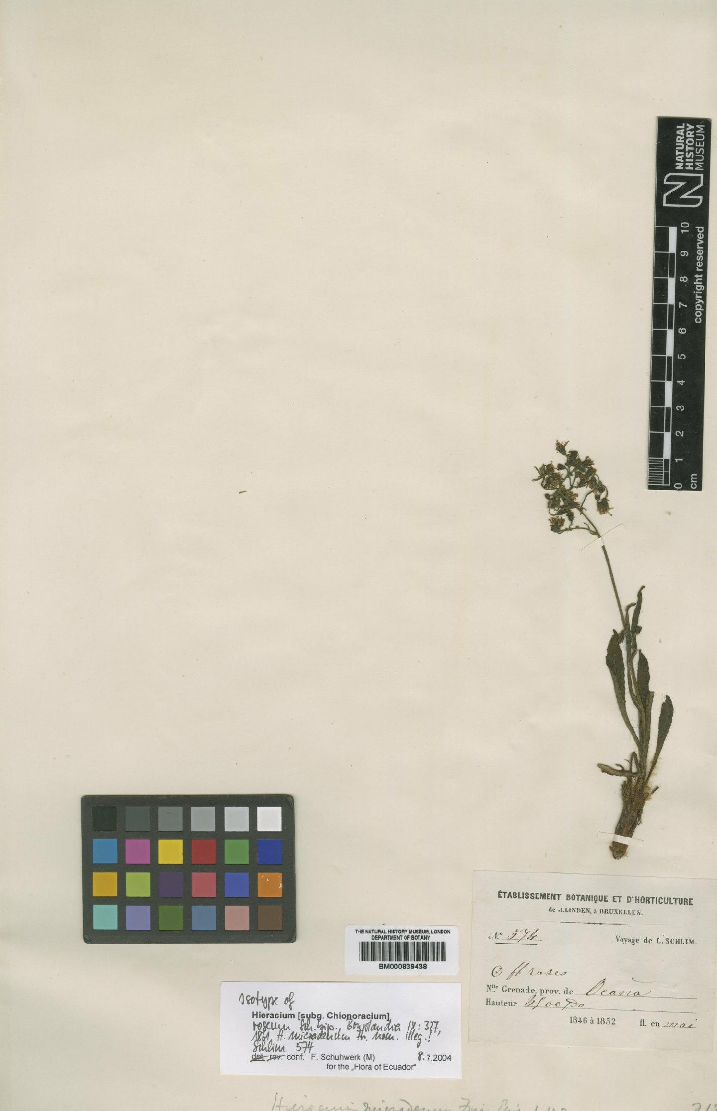 To NHMUK collection (Hieracium roseum Sch.Bip.; Isotype; NHMUK:ecatalogue:4993322)