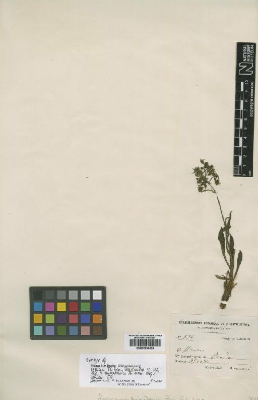 Hieracium roseum Sch.Bip. - BM000839438