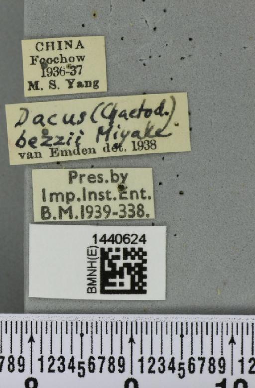 Bactrocera (Zeugodacus) scutellata (Hendel, 1912) - BMNHE_1440624_label_36251