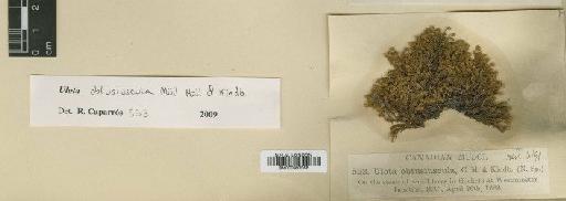 Ulota obtusiuscula Müll.Hal. & Kindb. - BM000982368