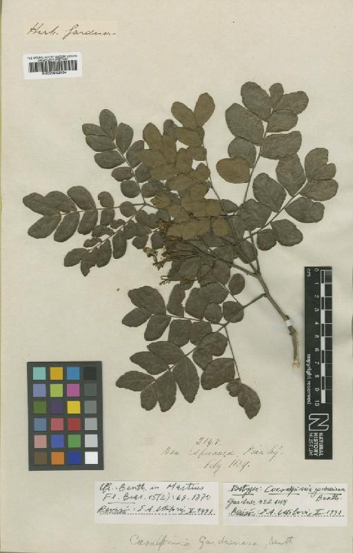 Caesalpinia gardneriana Benth. - BM000952024