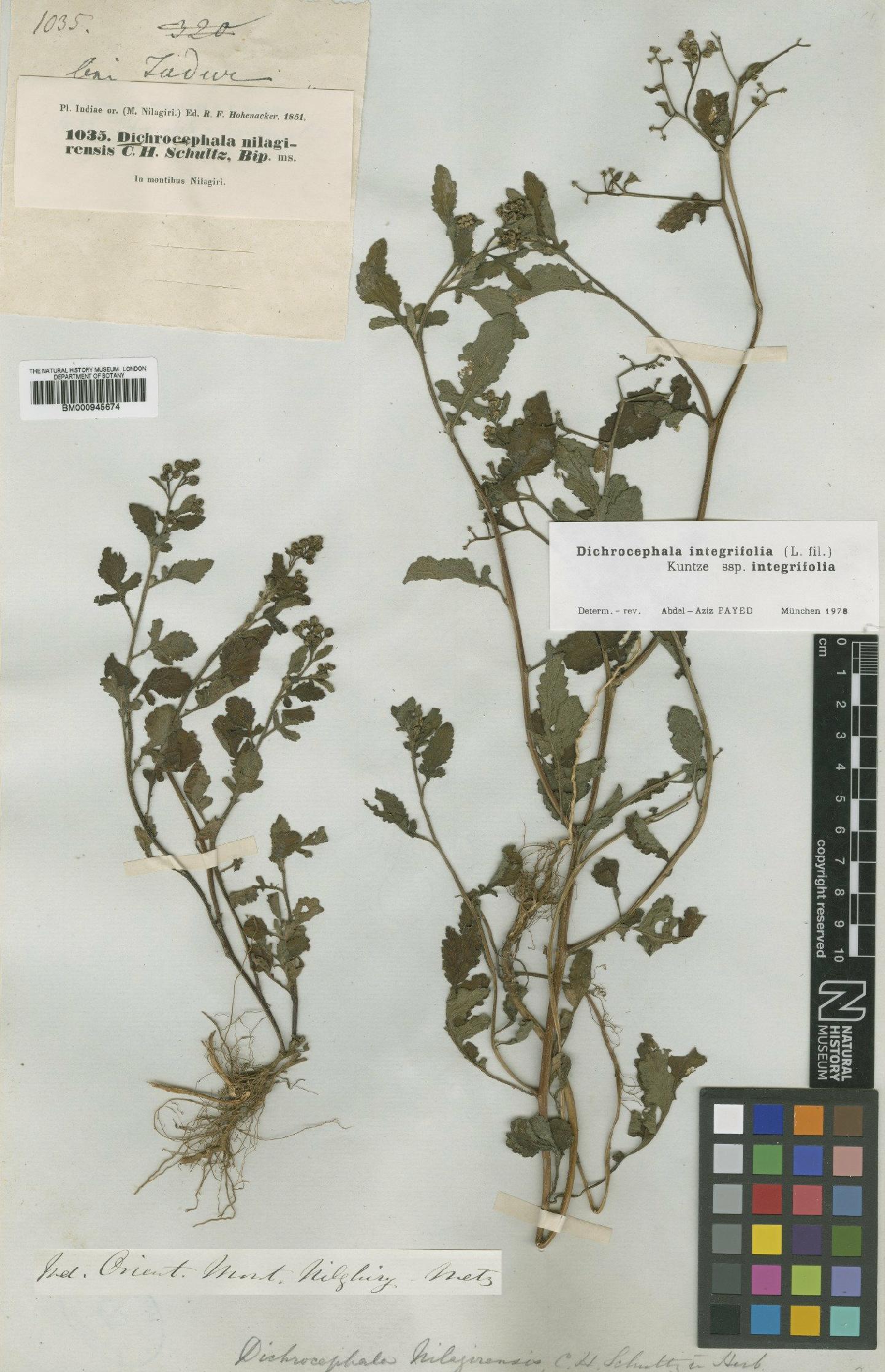 To NHMUK collection (Dichrocephala integrifolia subsp. integrifolia (L.f.) Kuntze; Type; NHMUK:ecatalogue:471208)