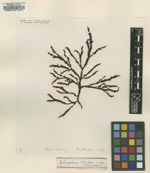 Gracilaria beckeri (J.Agardh) Papenf. - BM000054297