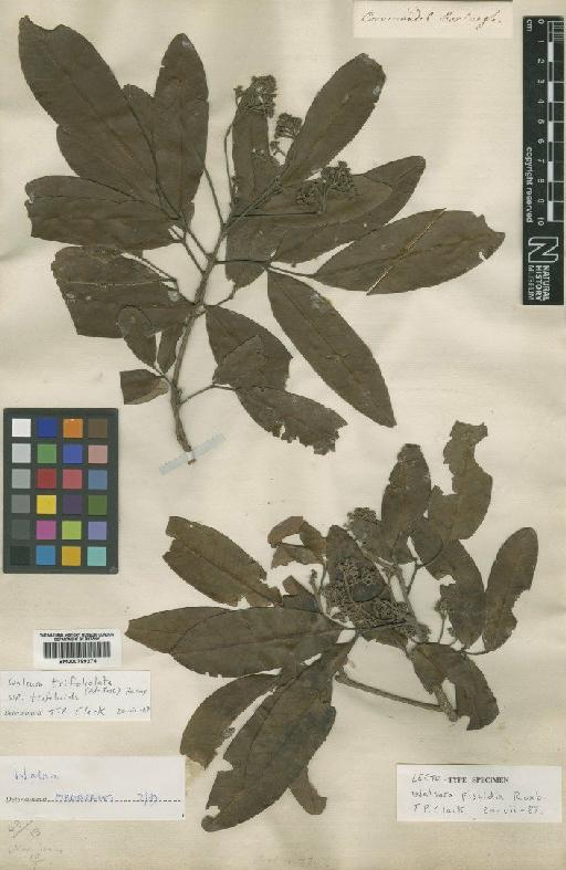 Walsura piscidia Roxb. - BM000799274