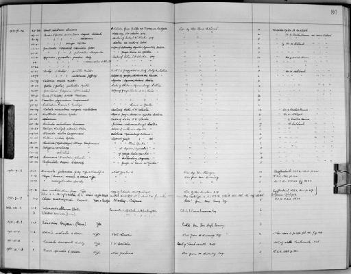 Chiton montereyensis Carpenter - Zoology Accessions Register: Mollusca: 1938 - 1955: page 80